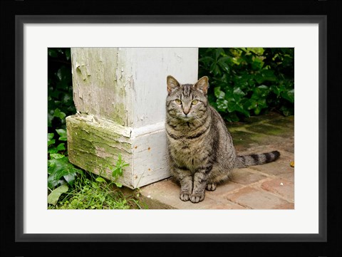 Framed Mississippi, Columbus House cat at Waverley Plantation Mansion Print