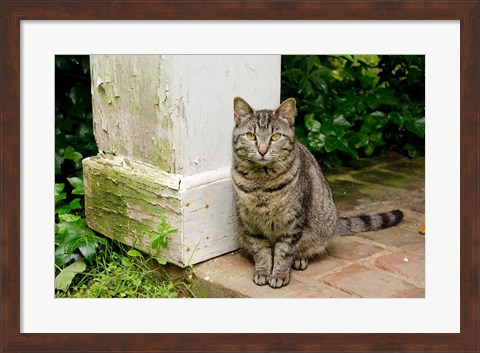 Framed Mississippi, Columbus House cat at Waverley Plantation Mansion Print