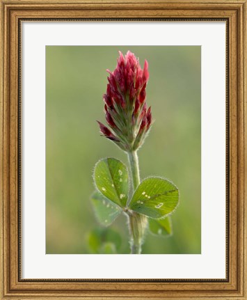 Framed Crimson or Italian flora clover, Mississippi Print