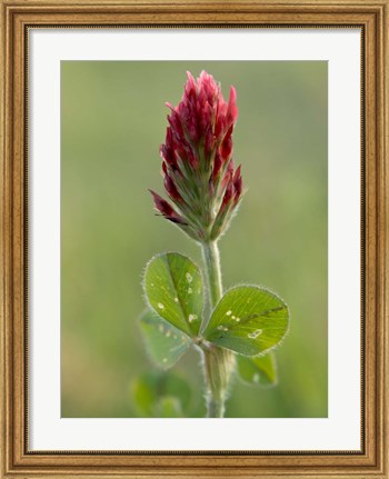 Framed Crimson or Italian flora clover, Mississippi Print