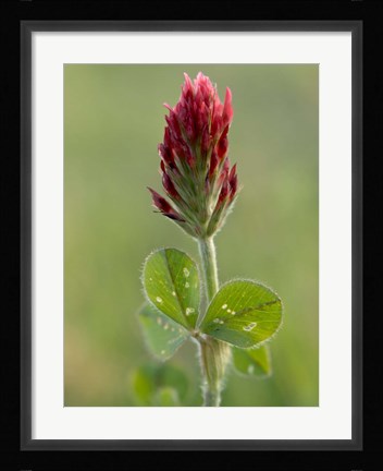 Framed Crimson or Italian flora clover, Mississippi Print