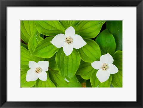 Framed Bunchberry in Bloom on Monadnock Mountain, Lemington, Vermont Print