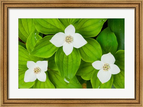 Framed Bunchberry in Bloom on Monadnock Mountain, Lemington, Vermont Print