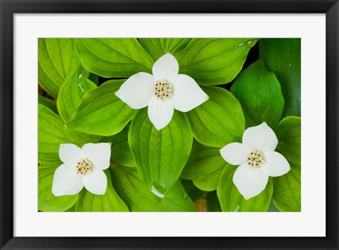 Framed Bunchberry in Bloom on Monadnock Mountain, Lemington, Vermont Print