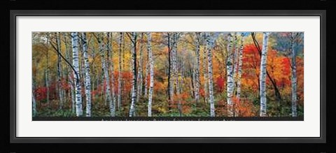 Framed Birch Forest, French Alps Print