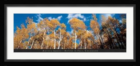 Framed Aspens in Fall, Colorado Print