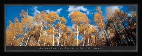Framed Aspens in Fall, Colorado Print