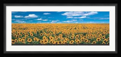 Framed Sunflower Field in Provence Print