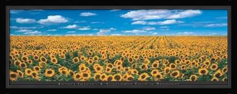Framed Sunflower Field in Provence Print