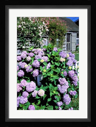 Framed Massachusetts, Nantucket, Siasconset, Home Flowers Print