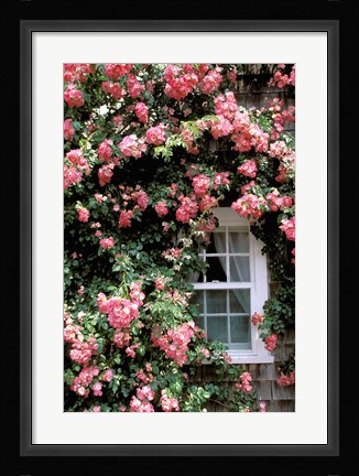 Framed Massachusetts, Nantucket Island, Roses and home Print