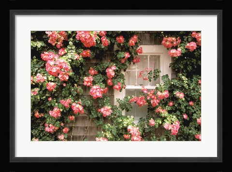 Framed Roses and home, Nantucket Island Print