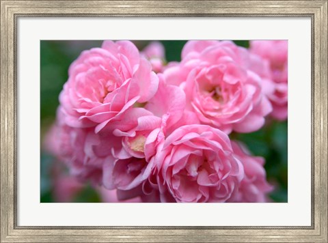 Framed Pink Landscape Roses, Jackson, New Hampshire Print