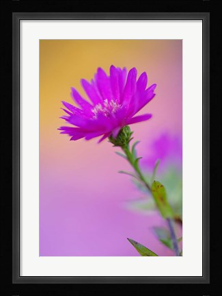Framed Aster flower in autumn, New Hampshire Print