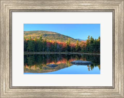 Framed Lily Pond, White Mountain Forest, New Hampshire Print