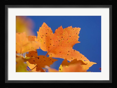 Framed Autumn, White Mountains Forest, New Hampshire Print