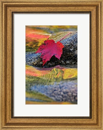 Framed Red Maple leaf on rock in Swift River, White Mountain National Forest, New Hampshire Print