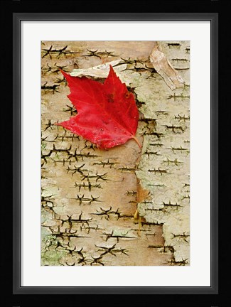 Framed Red maple flora, White Mountain Forest, New Hampshire Print