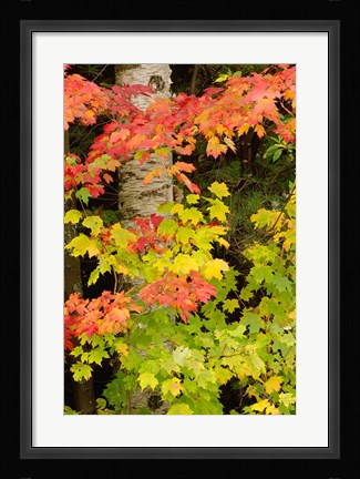 Framed Autumn color, White Mountain Forest, New Hampshire Print