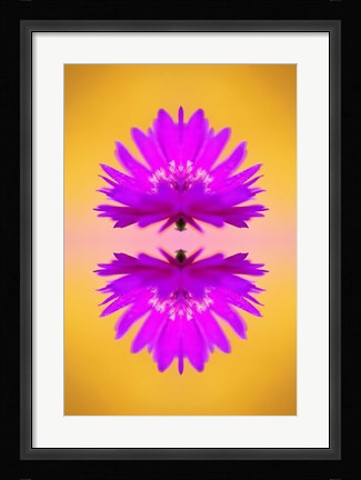 Framed Aster flower in autumn, New Hampshire Print