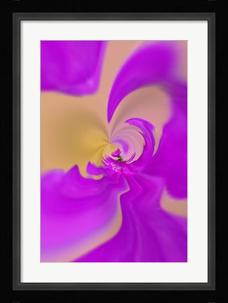 Framed Aster flower, New Hampshire Print