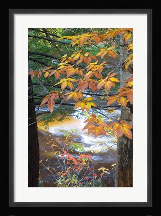 Framed Stream and Fall Foliage, New Hampshire Print