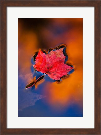 Framed Maple Leaf in Fall Reflections, White Mountains, New Hampshire Print