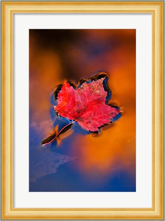 Framed Maple Leaf in Fall Reflections, White Mountains, New Hampshire Print