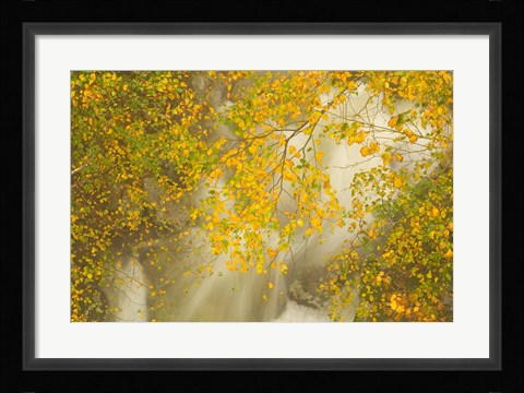 Framed New Hampshire; Lincoln; Franconia Notch flora Print