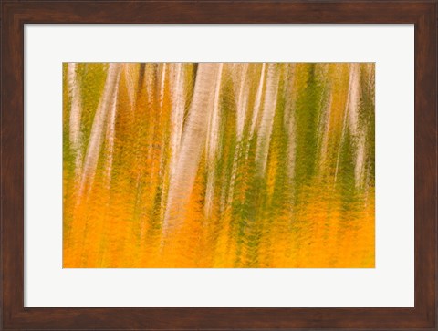 Framed Autumn in White Mountain National Forest, New Hampshire Print