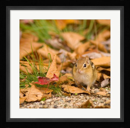 Framed Franconia Notch State Park, Lincoln, New Hampshire Print