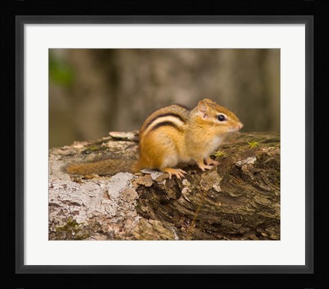 Framed New Hampshire; Lincoln; Franconia Notch SP, Chipmunk Print