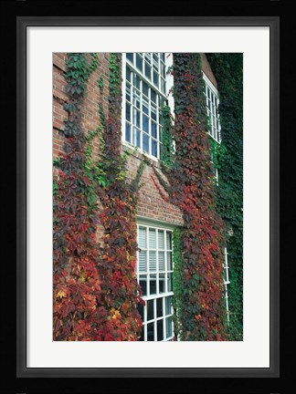 Framed Hanover Ivy on Dartmouth College Building, New Hampshire Print