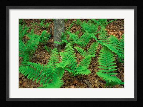 Framed Ferns Next to Woodman Brook, Tributary of the Lamprey River, New Hampshire Print