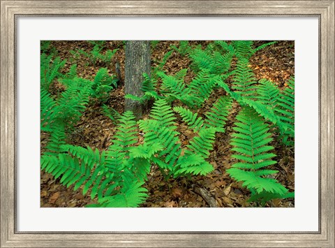 Framed Ferns Next to Woodman Brook, Tributary of the Lamprey River, New Hampshire Print