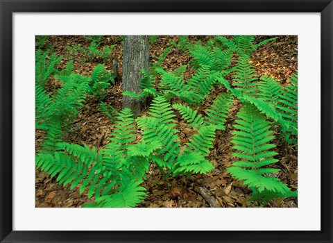 Framed Ferns Next to Woodman Brook, Tributary of the Lamprey River, New Hampshire Print