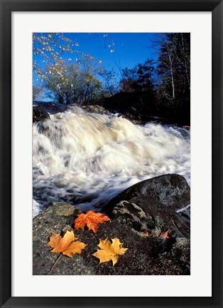 Framed Maple Leaves and Wadleigh Falls on the Lamprey River, New Hampshire Print