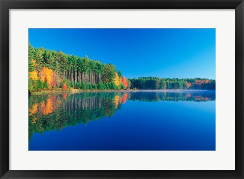 Framed White Pines and Hardwoods, Meadow Lake, New Hampshire Print