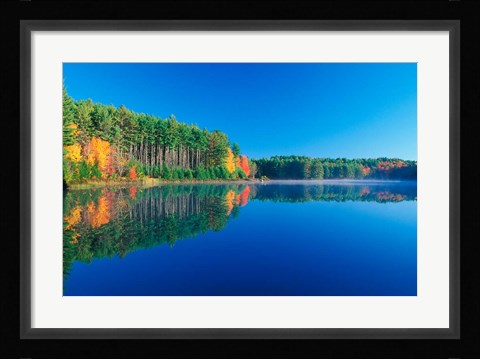 Framed White Pines and Hardwoods, Meadow Lake, New Hampshire Print