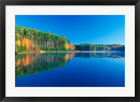 Framed White Pines and Hardwoods, Meadow Lake, New Hampshire Print
