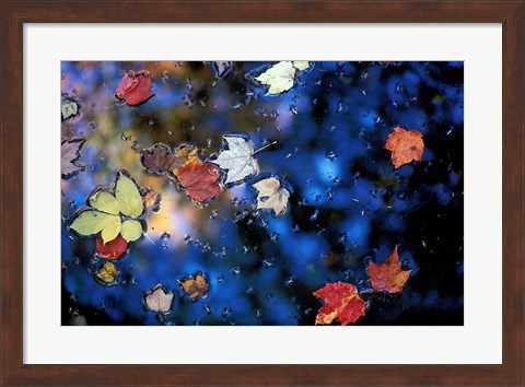 Framed Leaves in a Pond Next to Kilburn Loop Trail, Pisgah State Park, New Hampshire Print