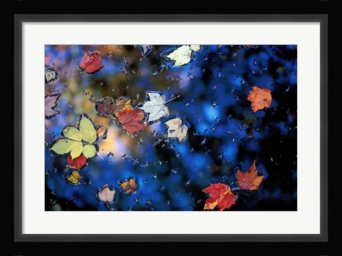 Framed Leaves in a Pond Next to Kilburn Loop Trail, Pisgah State Park, New Hampshire Print
