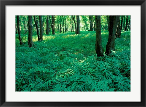 Framed Sensitive Ferns and Silver Maples, Floodplain Forest, Upper Merrimack River, New Hampshire Print