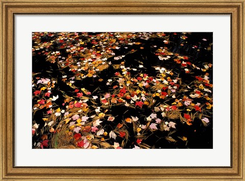 Framed Red Maple Leaves in Reservoir, Boat Meadow Brook, Bear Brook State Park, New Hampshire Print