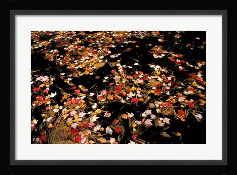 Framed Red Maple Leaves in Reservoir, Boat Meadow Brook, Bear Brook State Park, New Hampshire Print
