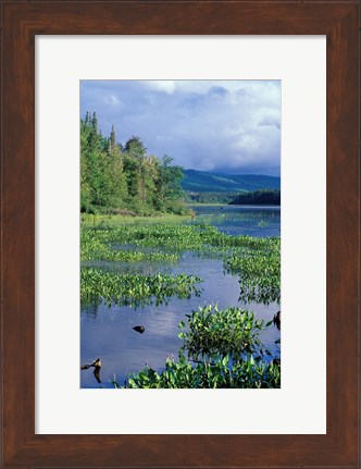 Framed Pickerel Weed, Pontook Reservoir, Androscoggin River, New Hampshire Print