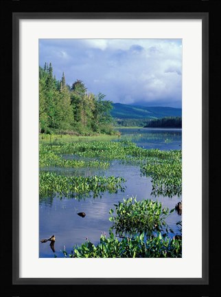Framed Pickerel Weed, Pontook Reservoir, Androscoggin River, New Hampshire Print