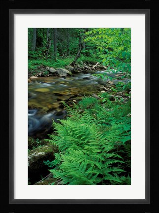 Framed Lady Fern, Lyman Brook, The Nature Conservancy's Bunnell Tract, New Hampshire Print