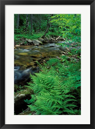 Framed Lady Fern, Lyman Brook, The Nature Conservancy's Bunnell Tract, New Hampshire Print