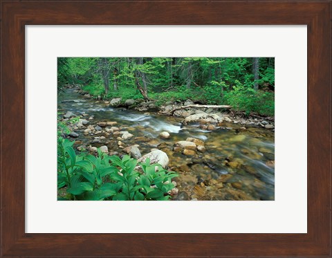 Framed False Hellebore, Lyman Brook, The Nature Conservancy&#39;s Bunnell Tract, New Hampshire Print